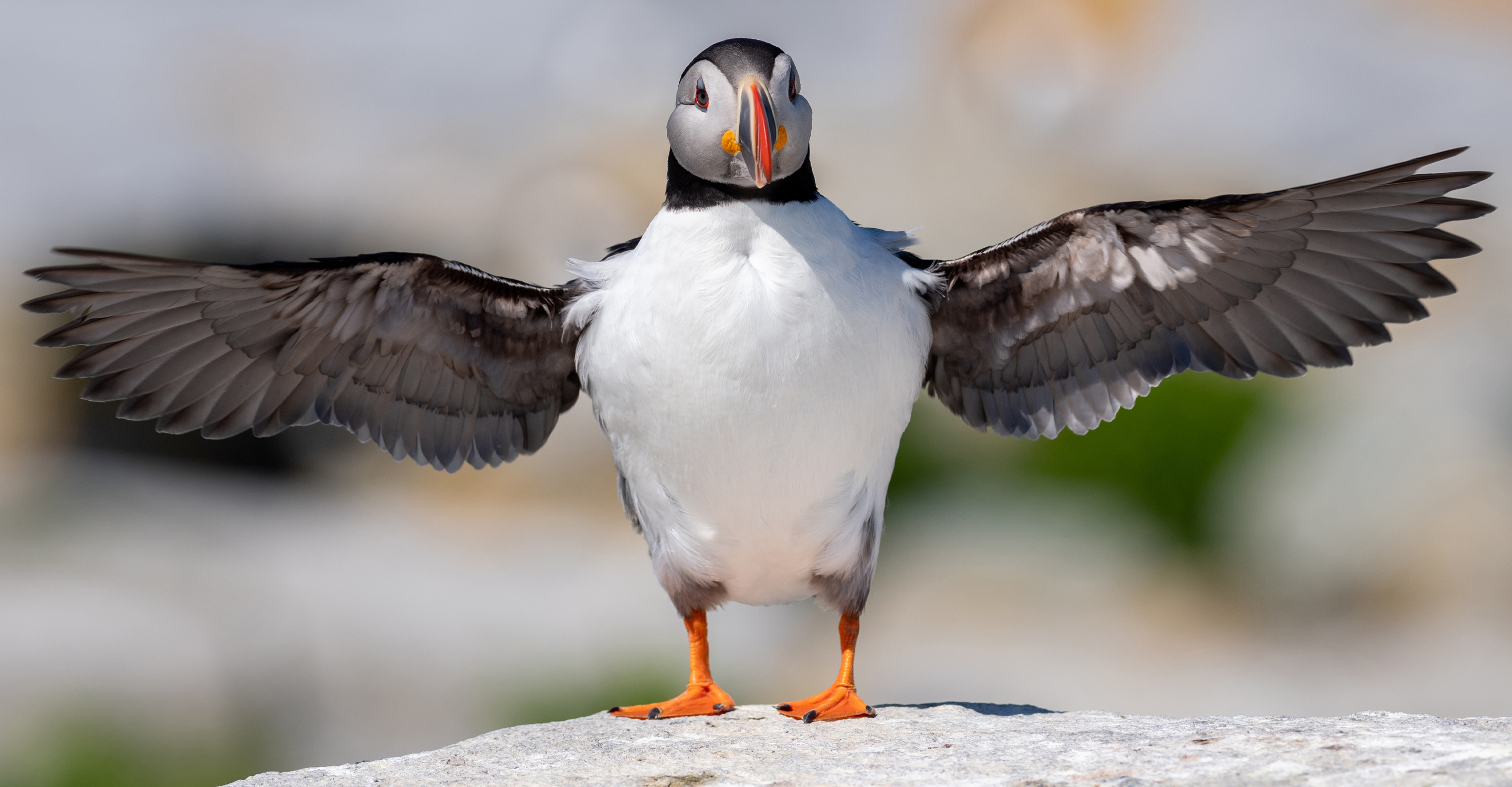 An Atlantic puffins spreads its wings on the coastline of Maine, USA
