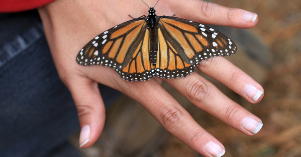 A monarch butterfly sits on a traveler's hand, El Rosario Butterfly Sanctuary, Angangueo, Mexico