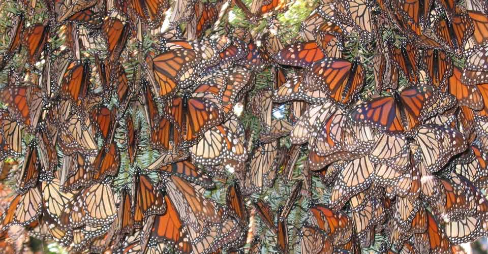 Close-up of dozens of monarch butterflies resting on a tree in Chincua Butterfly Sanctuary, Mexico