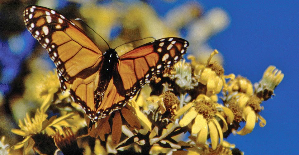 Close-up of a monarch butterfly perched on a yellow flower, Chincua Butterfly Sanctuary, Mexico