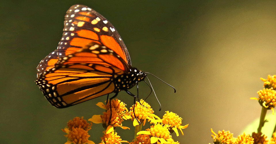 Close-up of a monarch butterfly perched on a yellow flower in El Rosario Butterfly Sanctuary, Angangueo, Mexico
