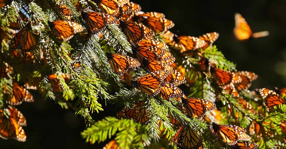Monarch butterflies rest on a fir tree in El Rosario Butterfly Sanctuary, Mexico