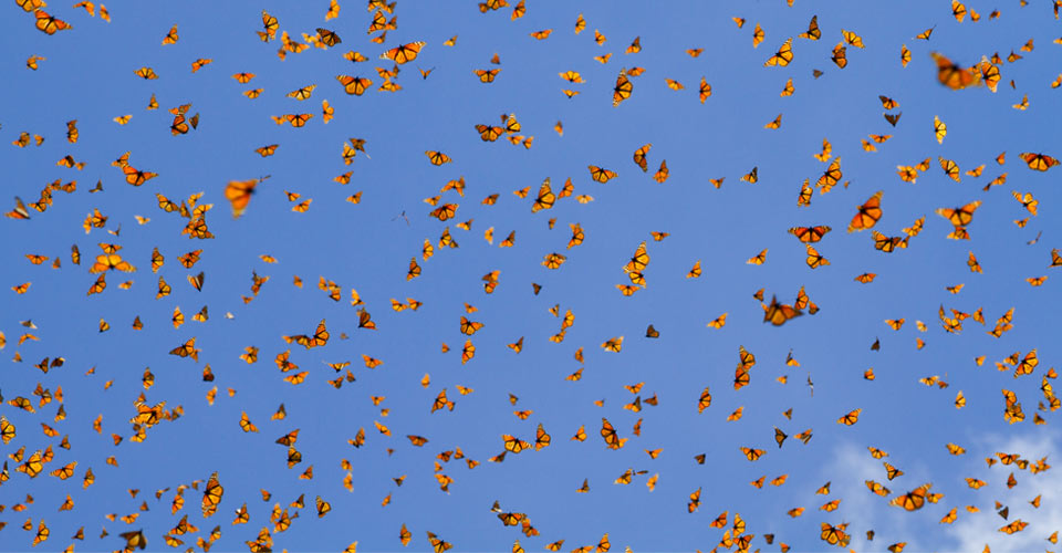Hundreds of monarch butterflies flying in El Rosario Butterfly Sanctuary during their annual migration, Mexico