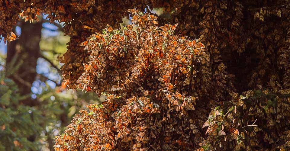 Thousands of monarch butterflies rest on a fir tree in Chincua Butterfly Sanctuary, Mexico
