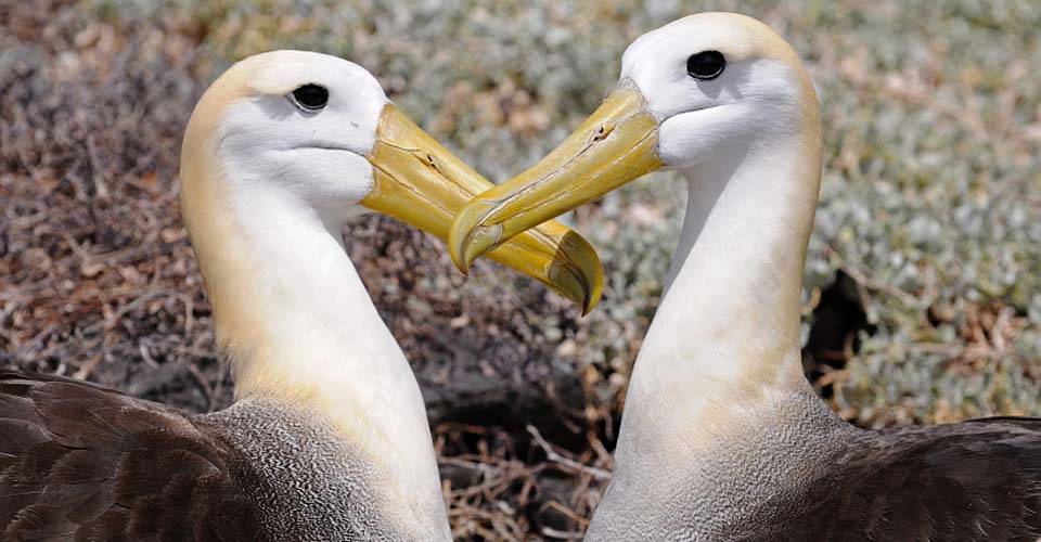 Close-up of two waved albatross, Española, Galapagos Islands, Ecuador