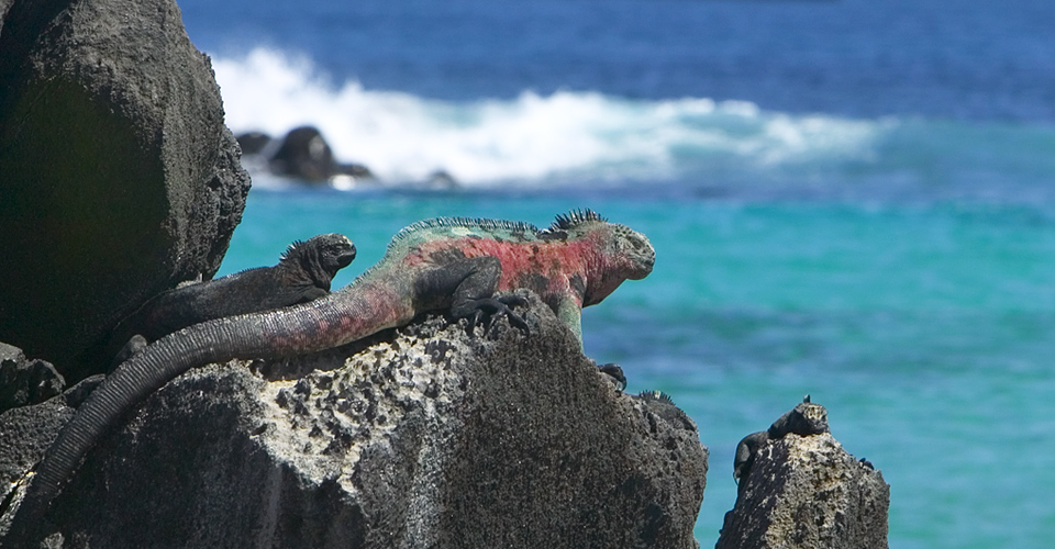 Marine iguanas sun themselves on the rocks, Galapagos Islands, Ecuador