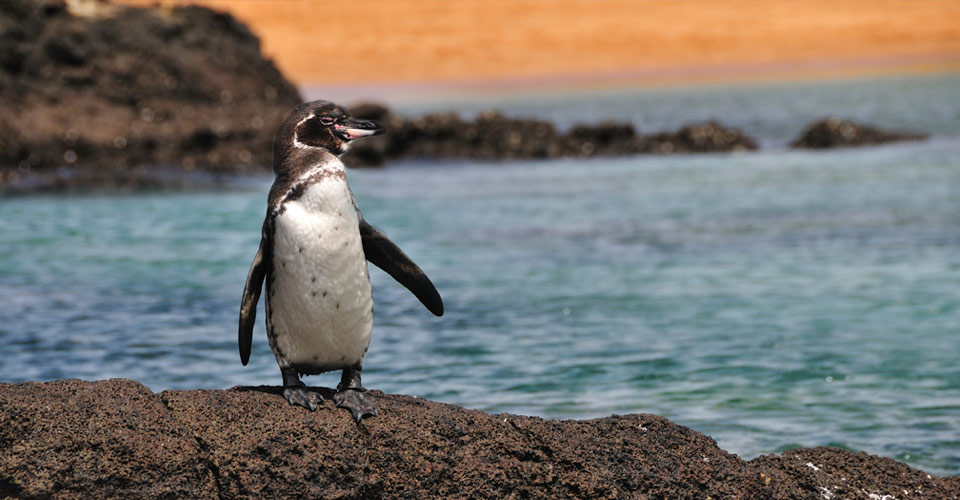 A Galapagos penguin walks along the rocks on the beach, Galapagos Islands, Ecuador