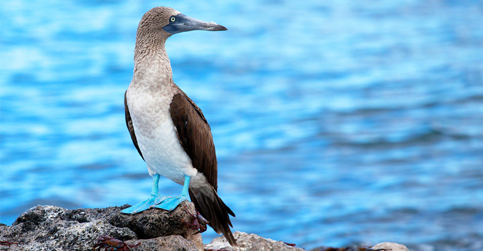 A blue-footed booby stands on a rock in front of the ocean, Galapagos Islands, Ecuador