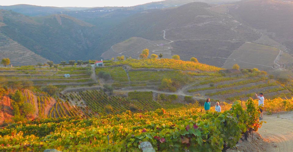 Vineyards, Casal de Loivos, Portugal
