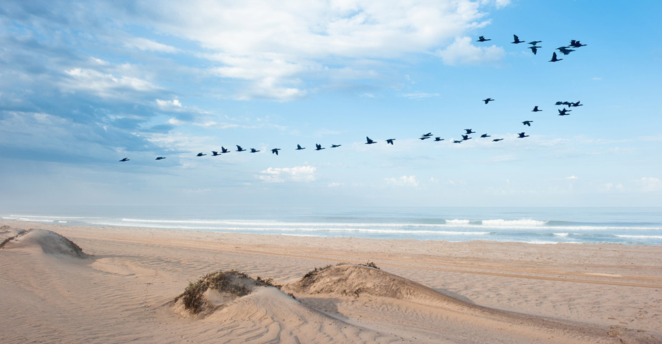 Birds fly over the beach on the Skeleton Coast, Namibia