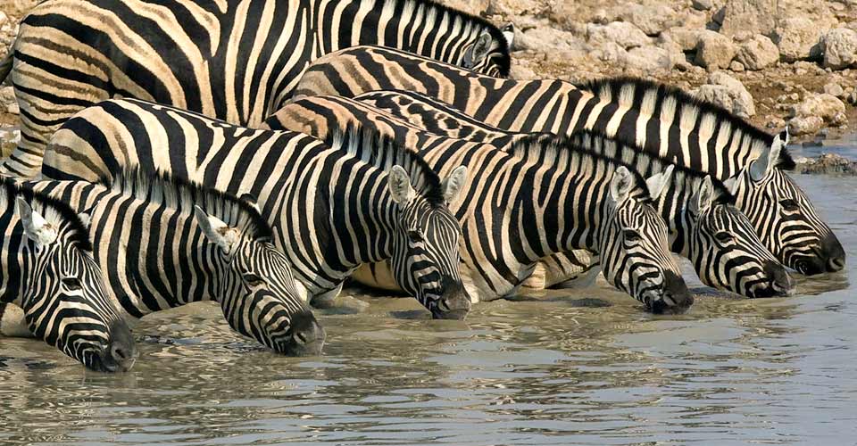 A group of Burchell's zebra drink from a river in Etosha National Park, Namibia