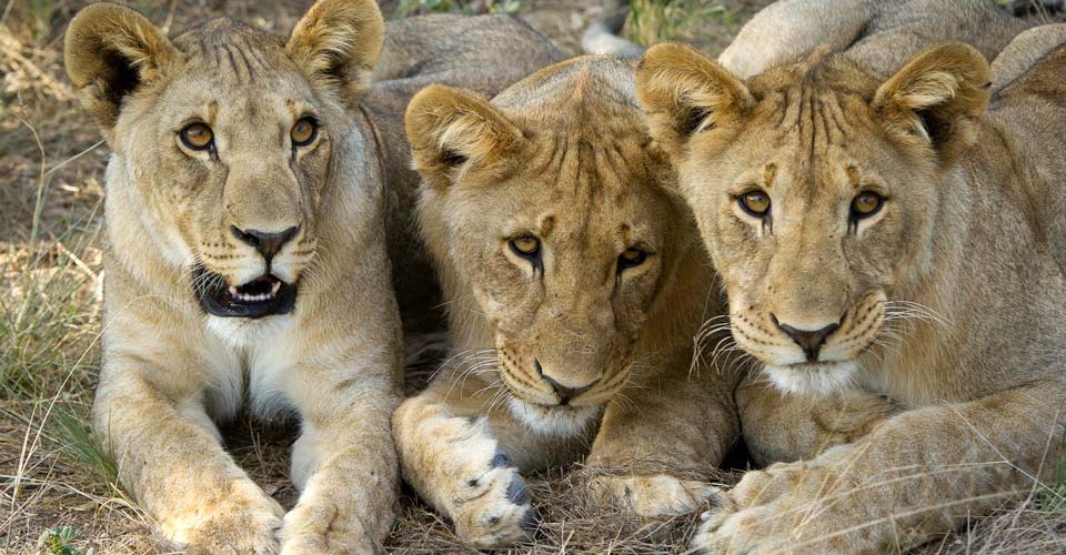 A close-up of three lion cubs in Ongava Private Reserve, Namibia