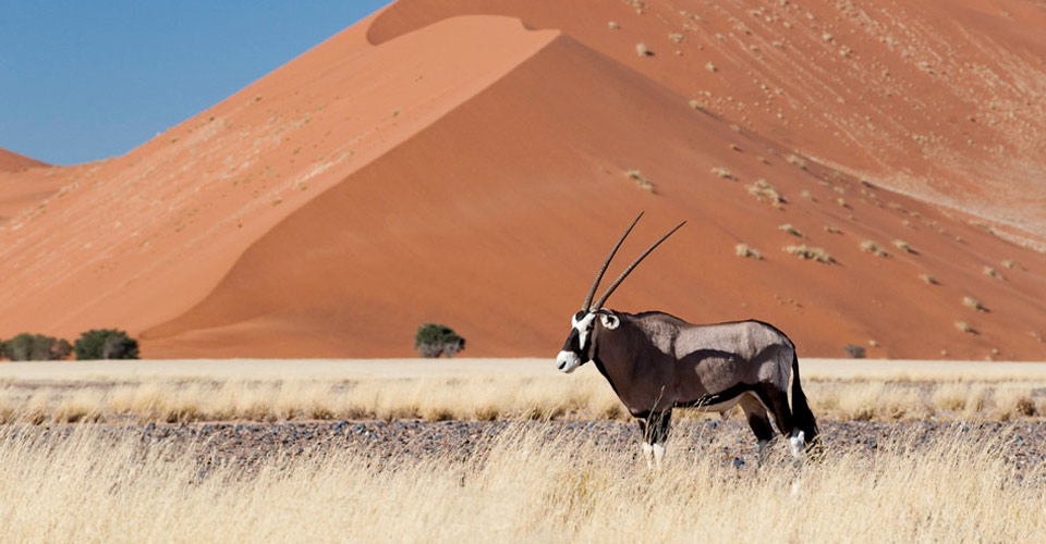 A gemsbok (oryx) stands in a field in front of a red sand dune, Sossusvlei, Namibia