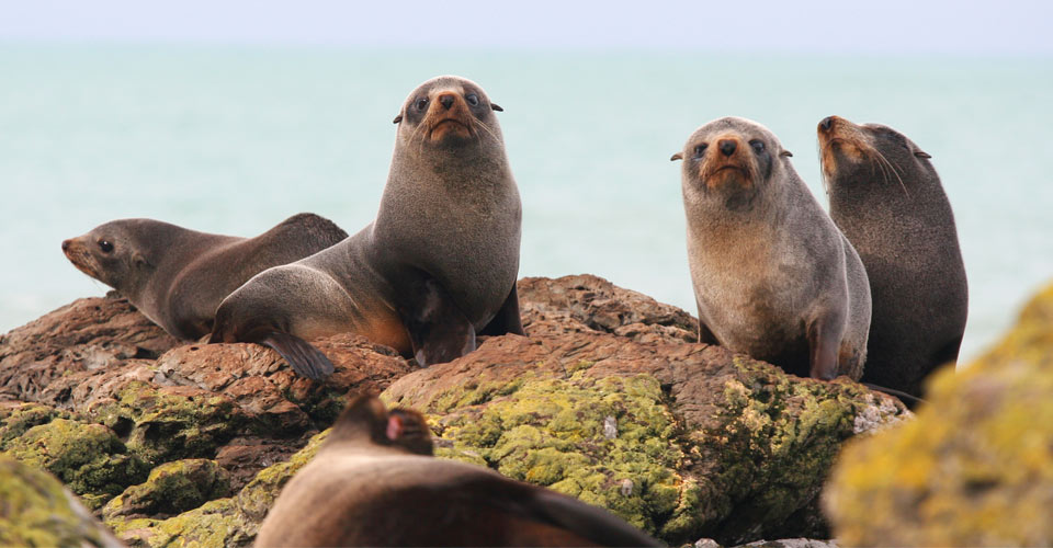 New Zealand Fur Seals, New Zealand