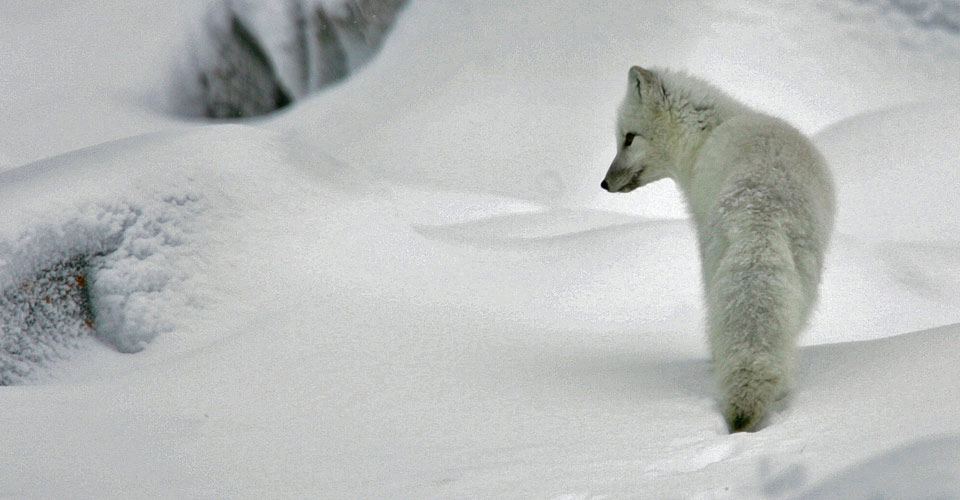 An arctic fox stands in the snow in Churchill, Manitoba, Canada;