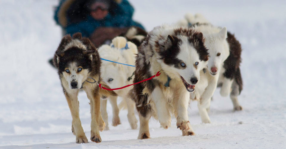 Sled dogs pull a sled in Churchill, Manitoba, Canada;