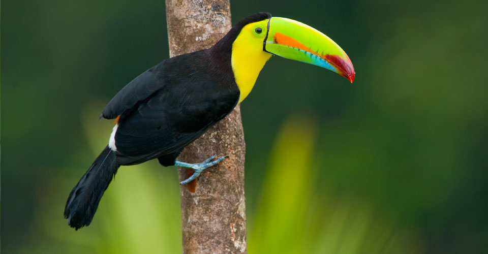 Keel billed toucan, Costa Rica