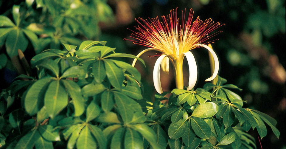 Guiana chestnut flower, Costa Rica