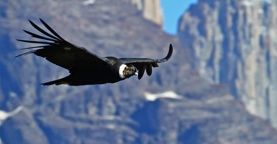 An Andean condor flies in Patagonia, Argentina