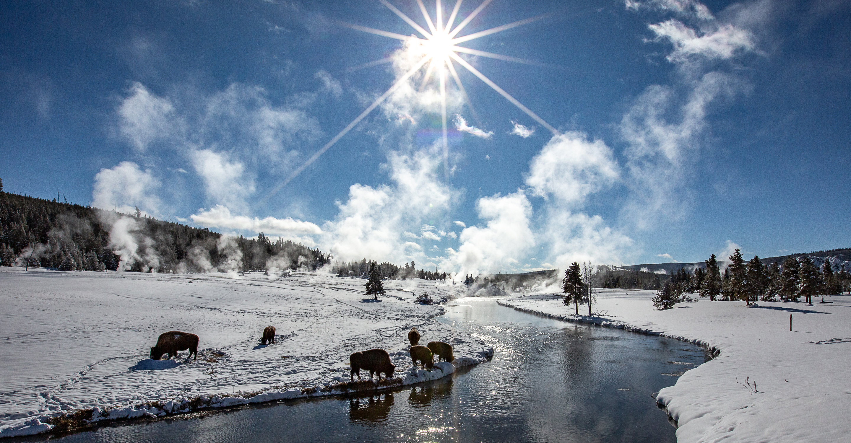 American bison graze along a snowy river bank in Yellowstone National Park, United States