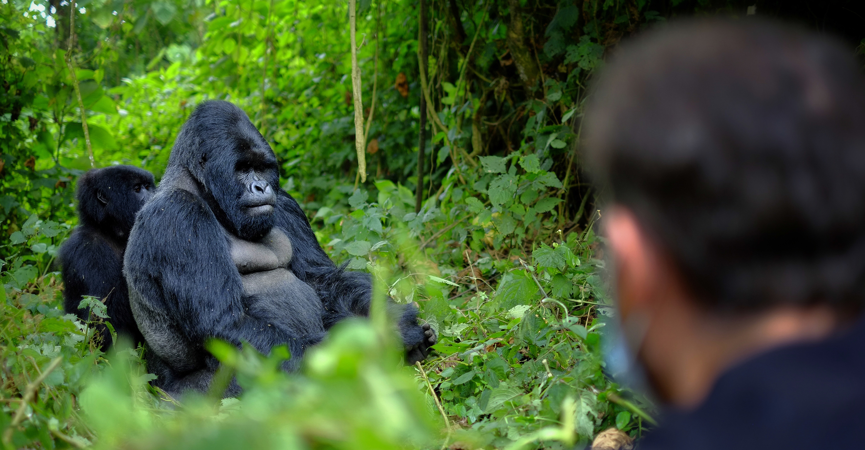 gorilla safaris in africa
