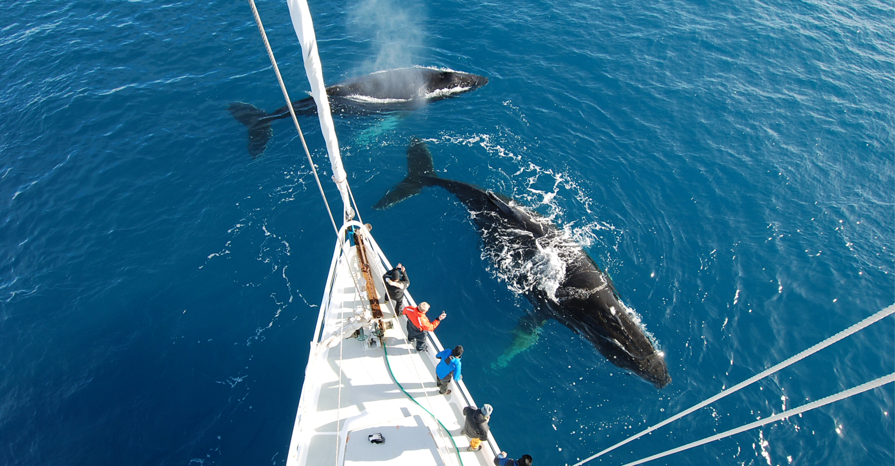 Aerial view of the bow of the S/V Australis as two whales swim in front, Antarctica