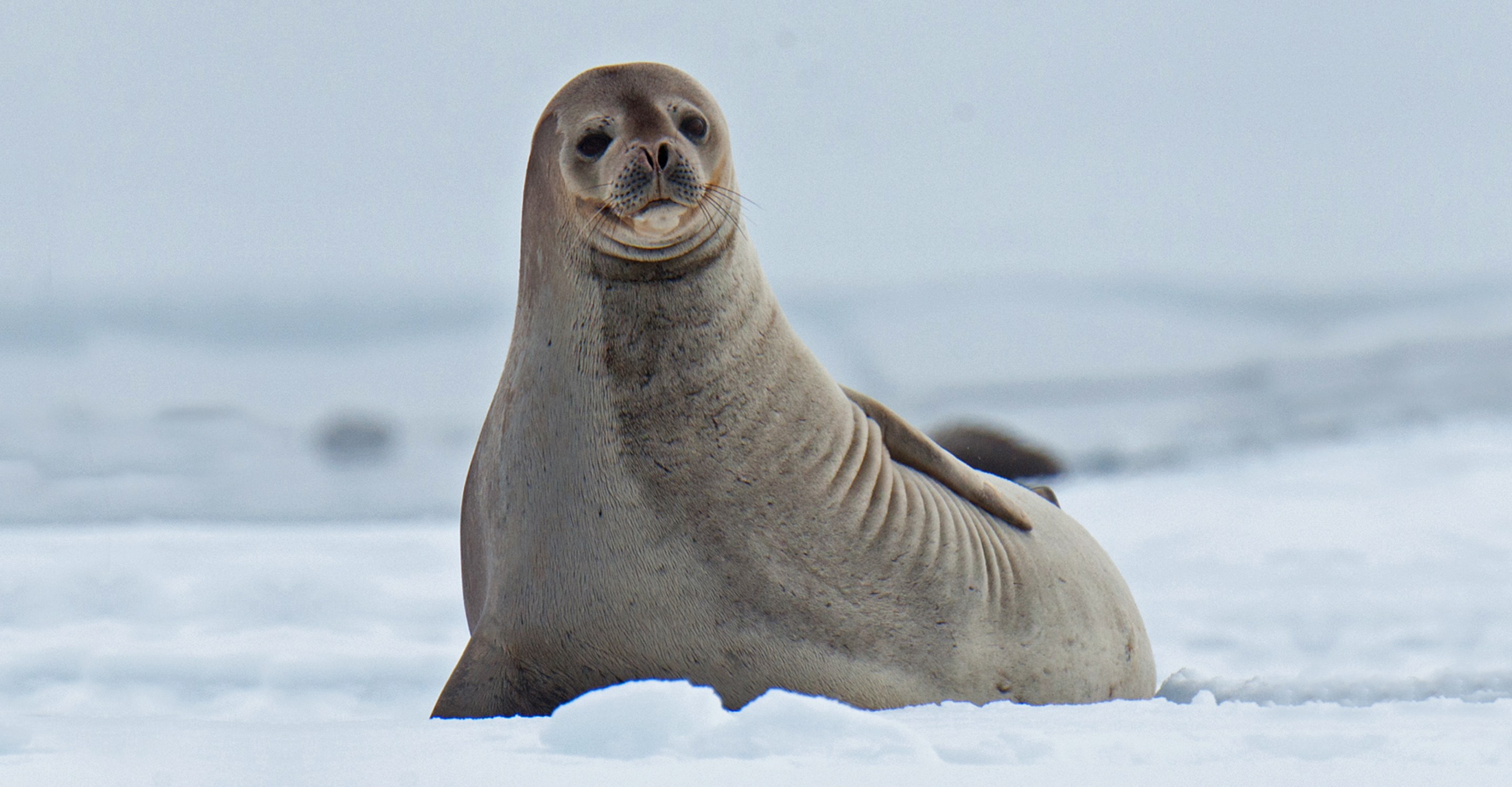 A seal lies on the ice in Antarctica