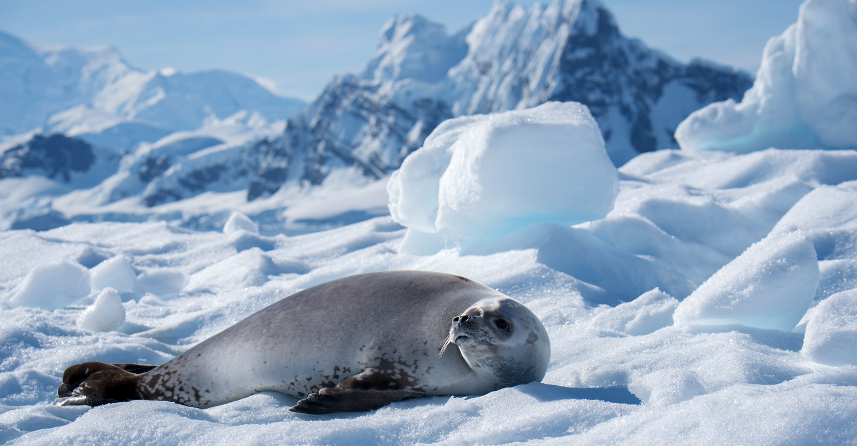 A Weddell seal lies on the snow in Antarctica