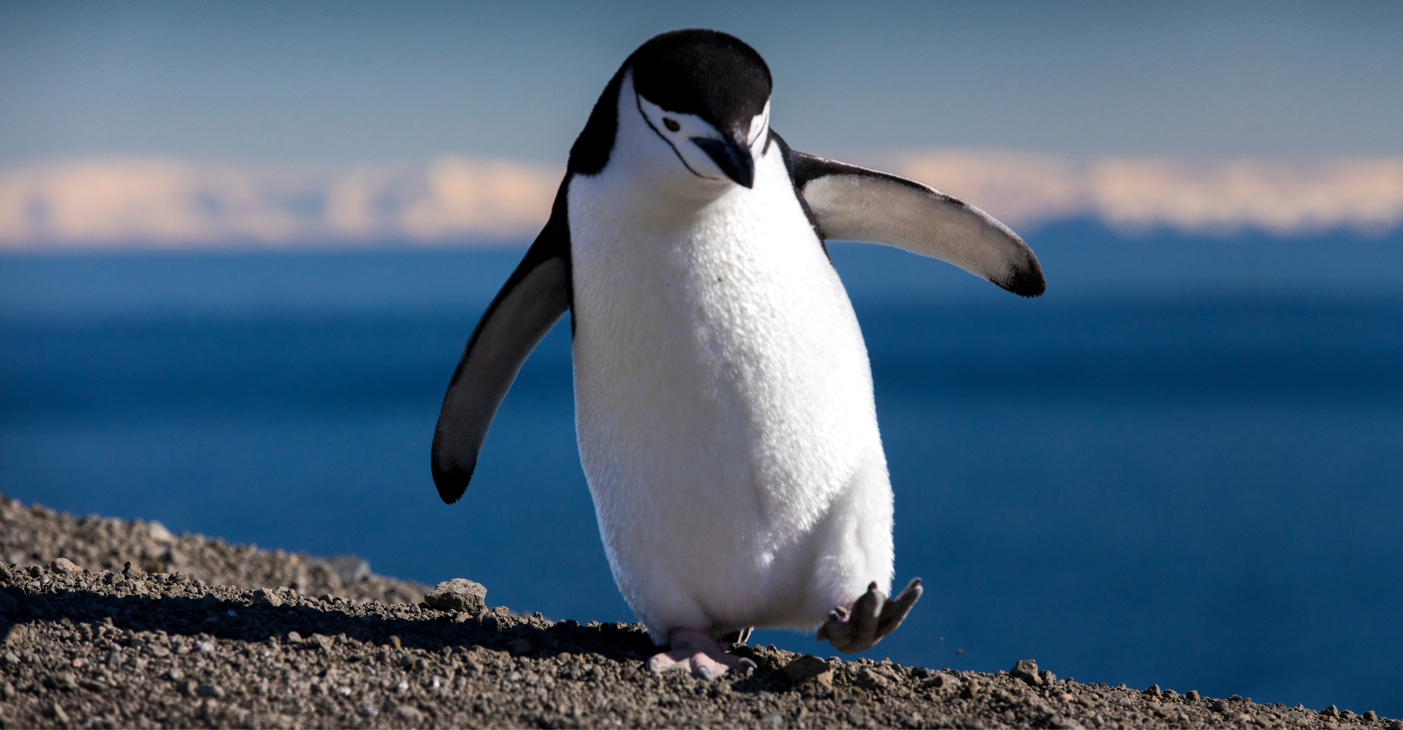 A chinstrap penguin walks along the rocky shoreline of Antarctica