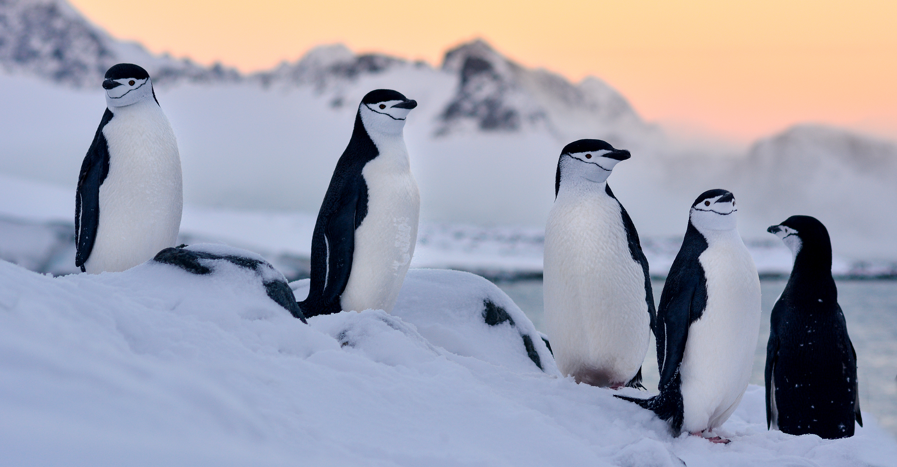 Chipstrap penguins in Antarctica