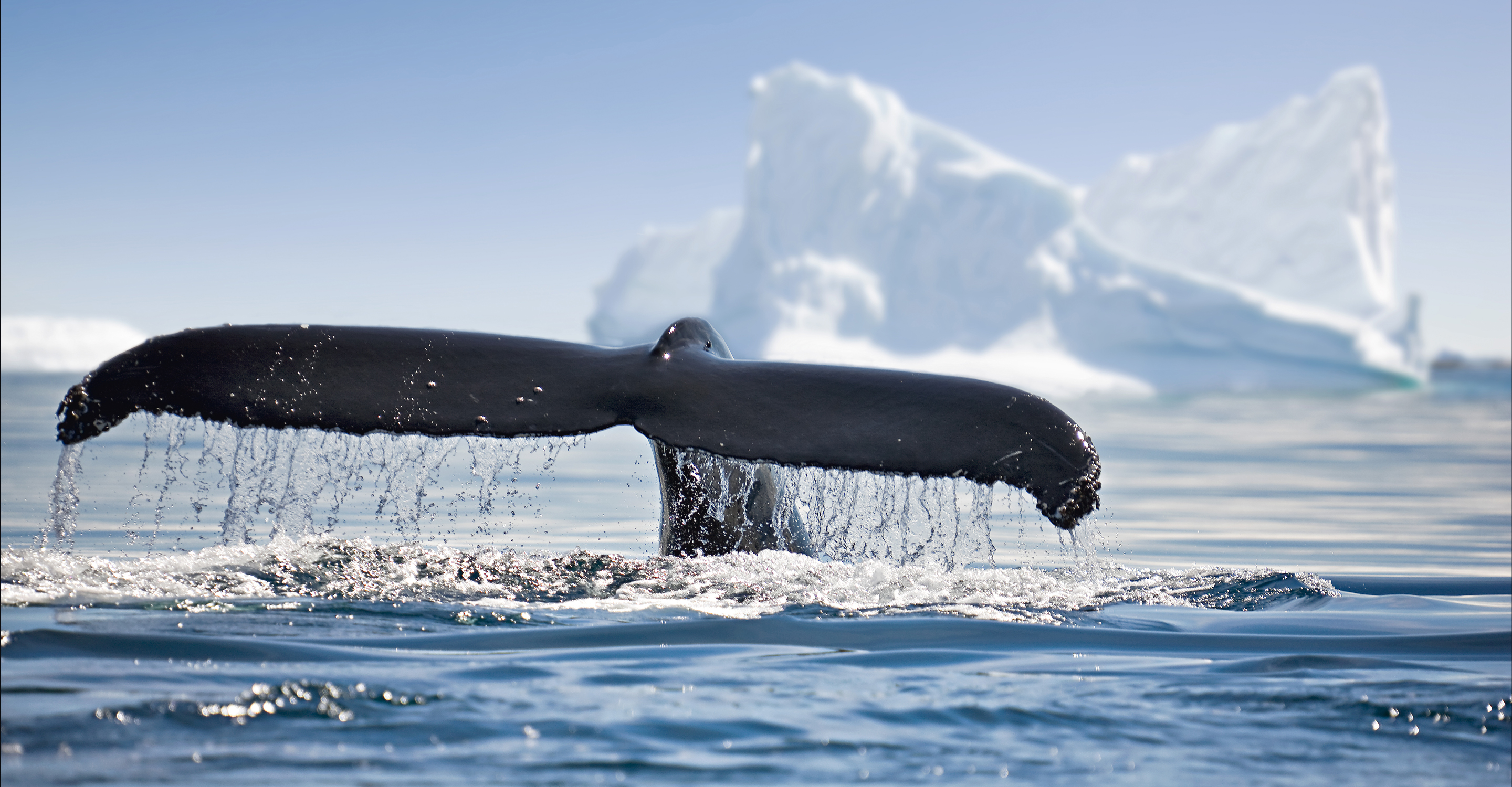 A whale fluke emerges from the water in Antarctica