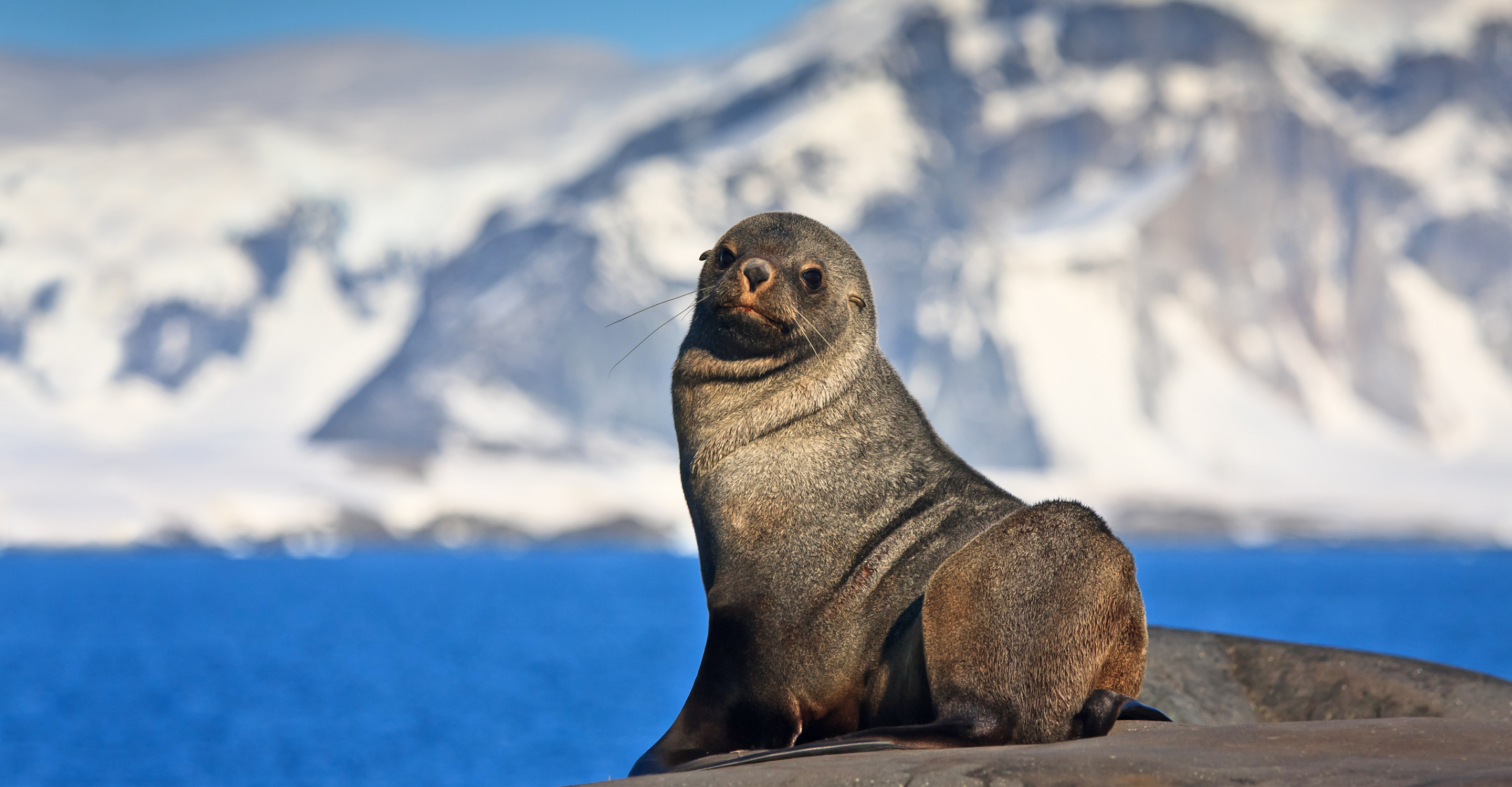 An Antarctica fur seal in Antarctica