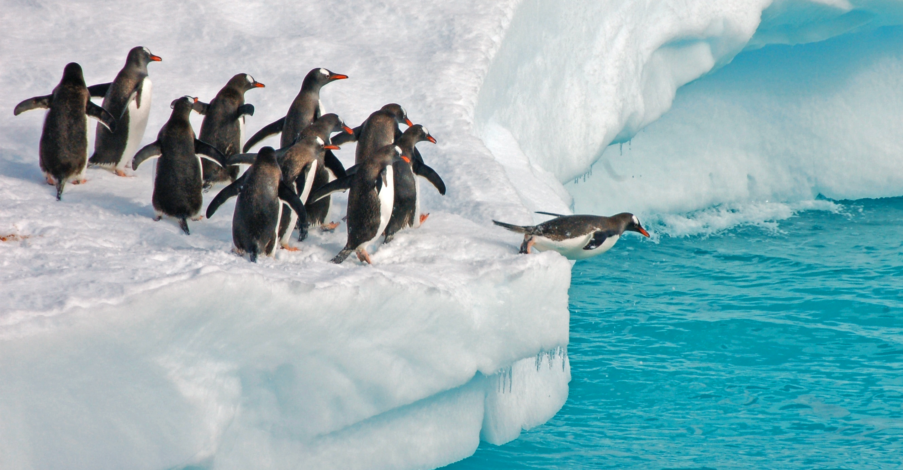Gentoo penguins jump into the water from an iceberg