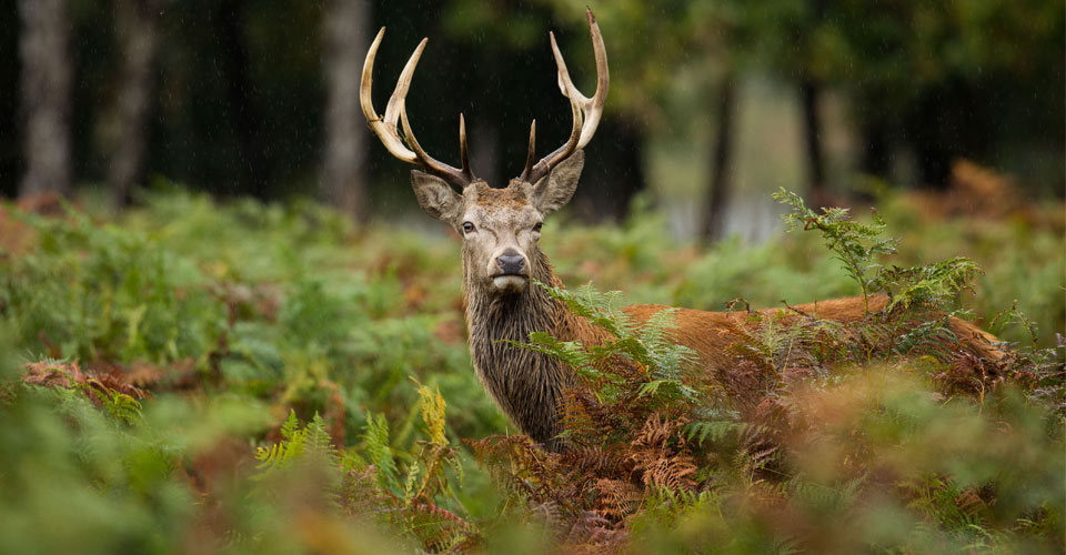 A red deer stag stands in a clearing of the forest in the Scottish Highlands