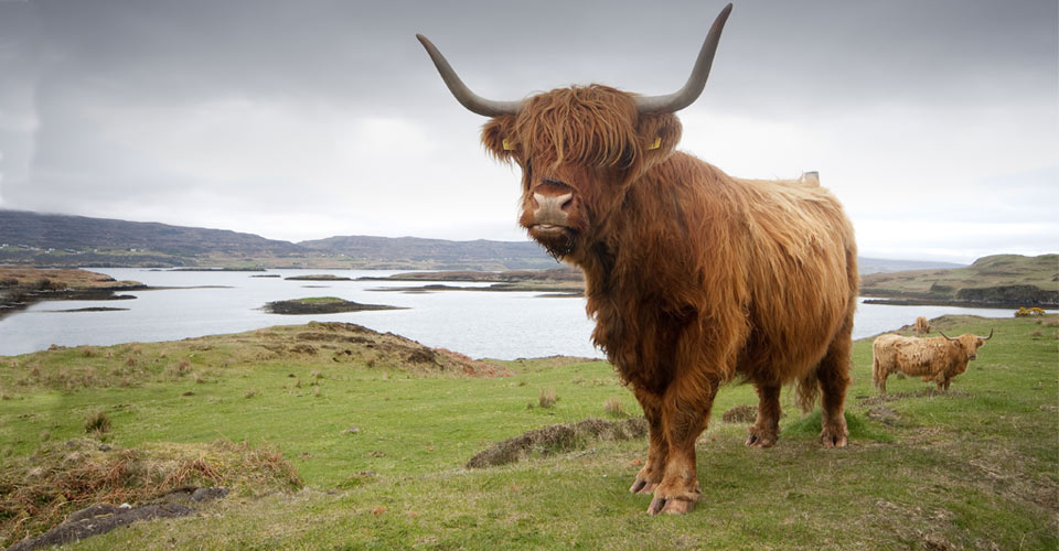 Highland cows graze on a grassy hillside, Scotland