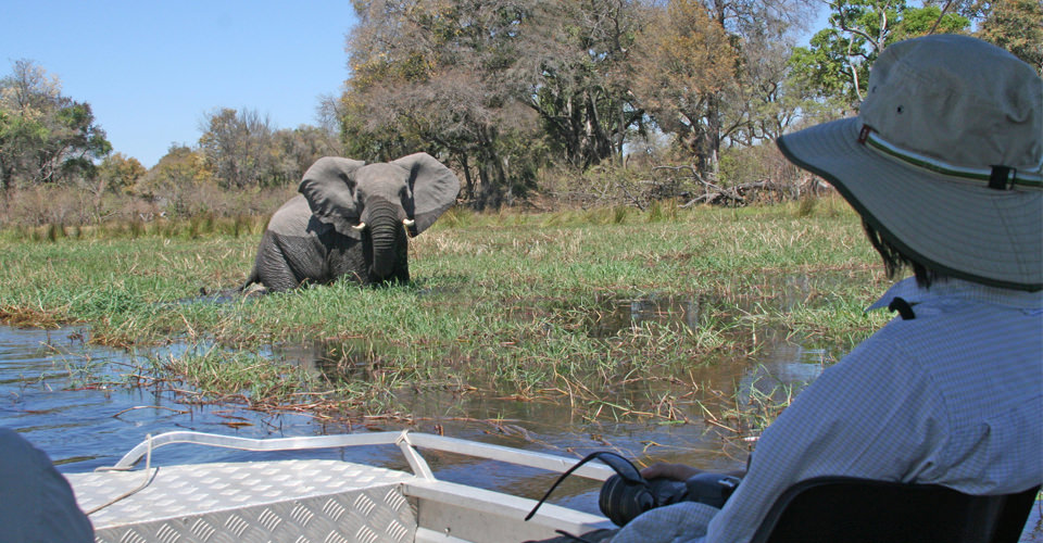 Traveler in a boat views an African elephant standing in the water, Chobe National Park, Botswana