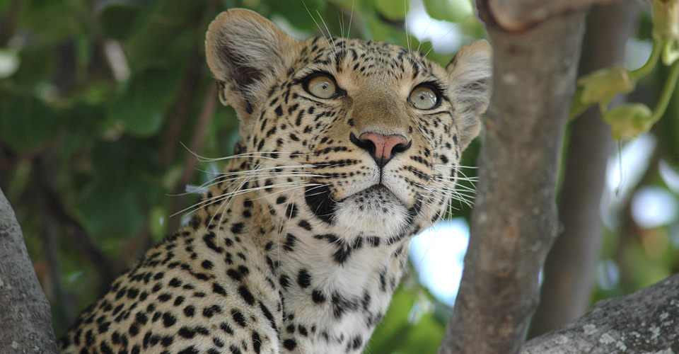 An African leopard in a tree in Linyanti Private Reserve, Botswana