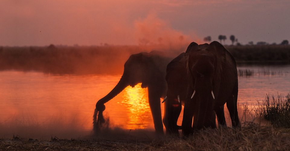 Three African elephants gather near the water at sunset in the Linyanti Private Reserve, Botswana