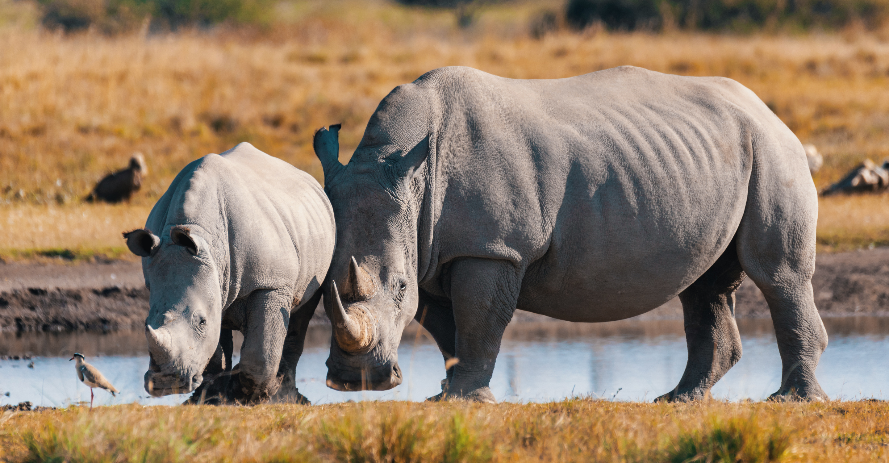 Two white rhino walk near a waterhole in Mosi-oa-Tunya National Park, Zambia