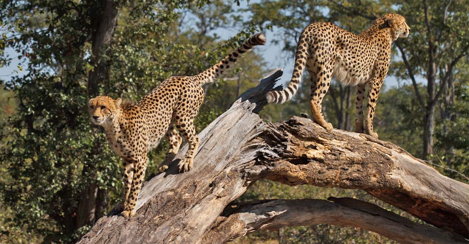 Two cheetahs survey the lands from a downed tree branch Mashatu Game Reserve, Botswana