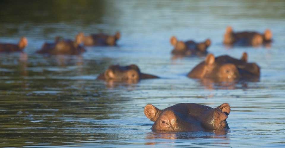 A Hippopotamus pod peek out of the Sand River in MalaMala Game Reserve, South Africa