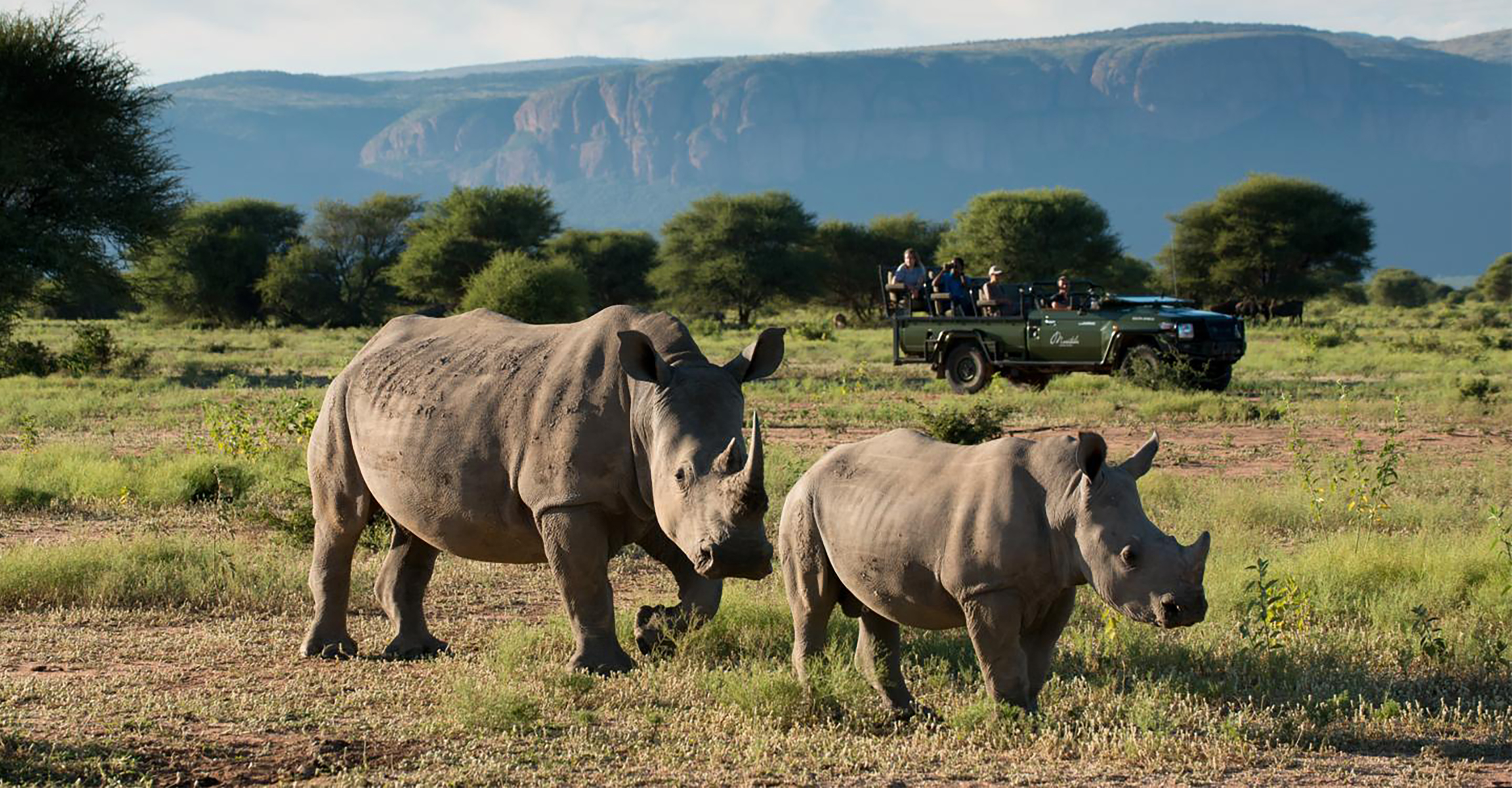 Travelers in a safari vehicle view two white rhino in Marataba Private Reserve, South Africa