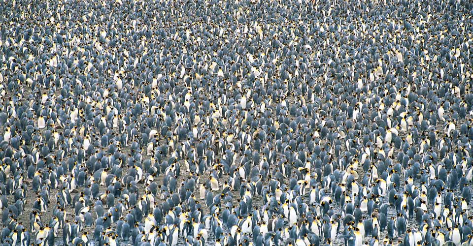 Aerial view of a colony of king penguins, Salisbury Bay, South Georgia