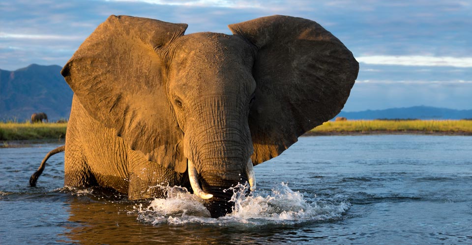 An African elephant wades through the water in Mana Pools National Park, Zimbabwe