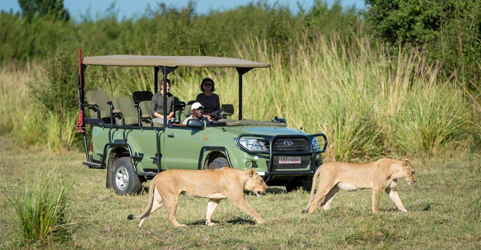 Travelers view two female African lions walking in front of their safari vehicle, Mana Pools, Zimbabwe