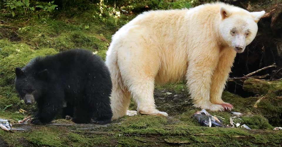 Spirit Bears, Great Bear Rainforest, Canada
