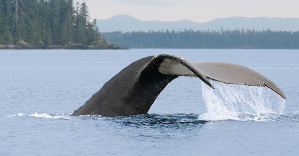 Humpback Whale, Squally Channel, Canada