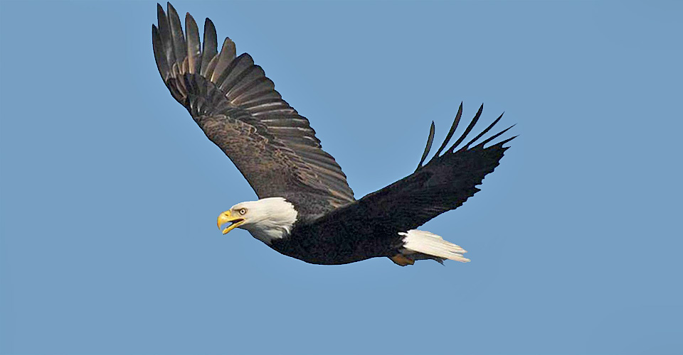 Bald Eagle, Inside Passage, Canada