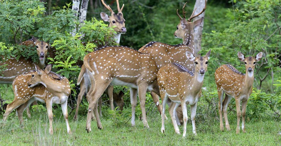 A herd of Ceylon spotted deer in Yala National Park, Sri Lanka
