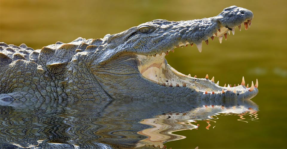 A mugger crocodile lying in the water opens its mouth in Yala National Park, Sri Lanka